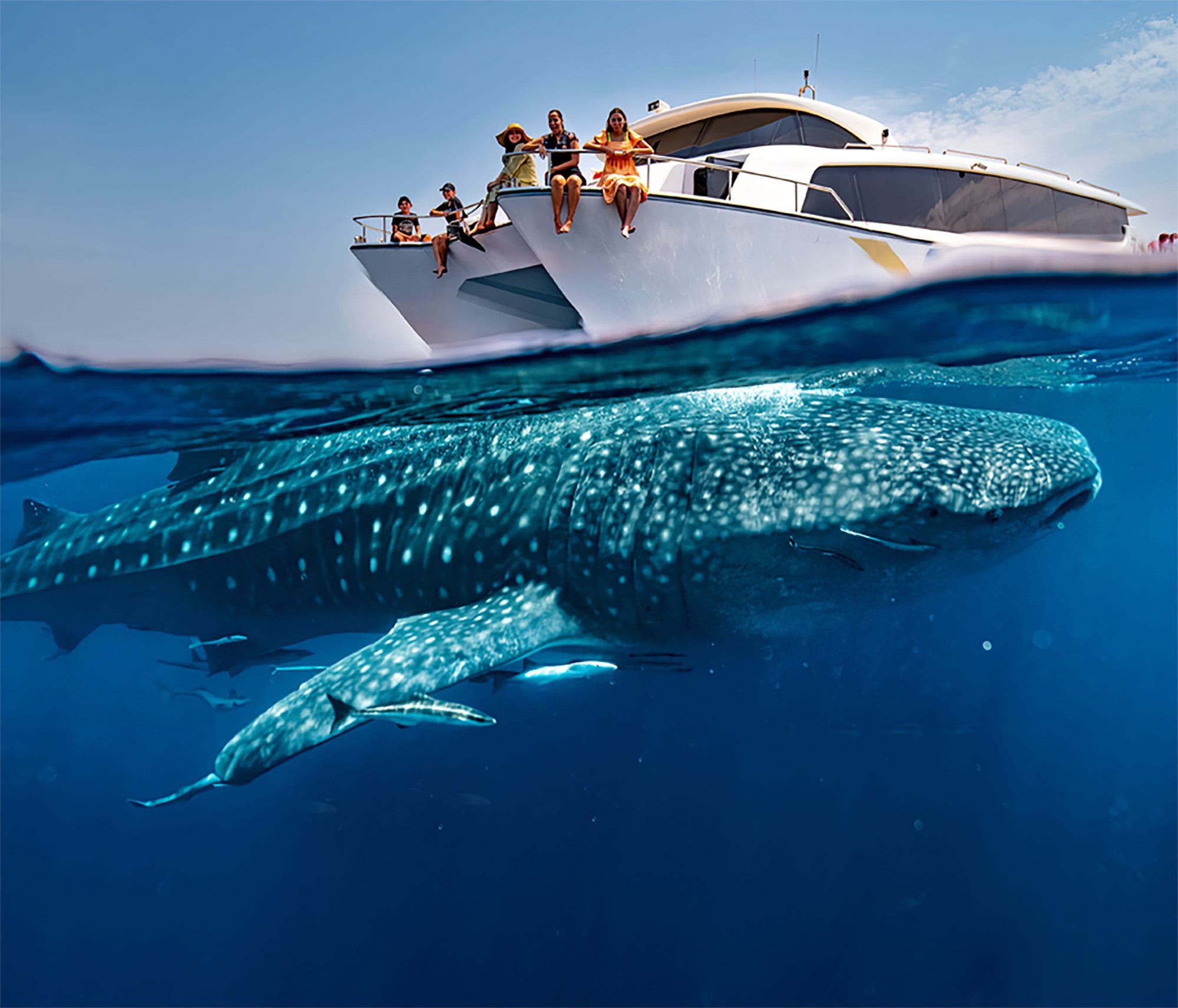 Requins-baleines du Qatar