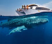 Avistamiento de tiburones ballena