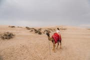desert safari camel ride qatar The desert