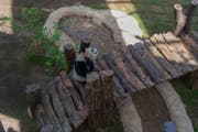 Visita la primera Casa del Panda de Oriente Medio en Catar 