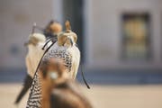 tourist visa to qatar Ras Laffan Falconry Championship