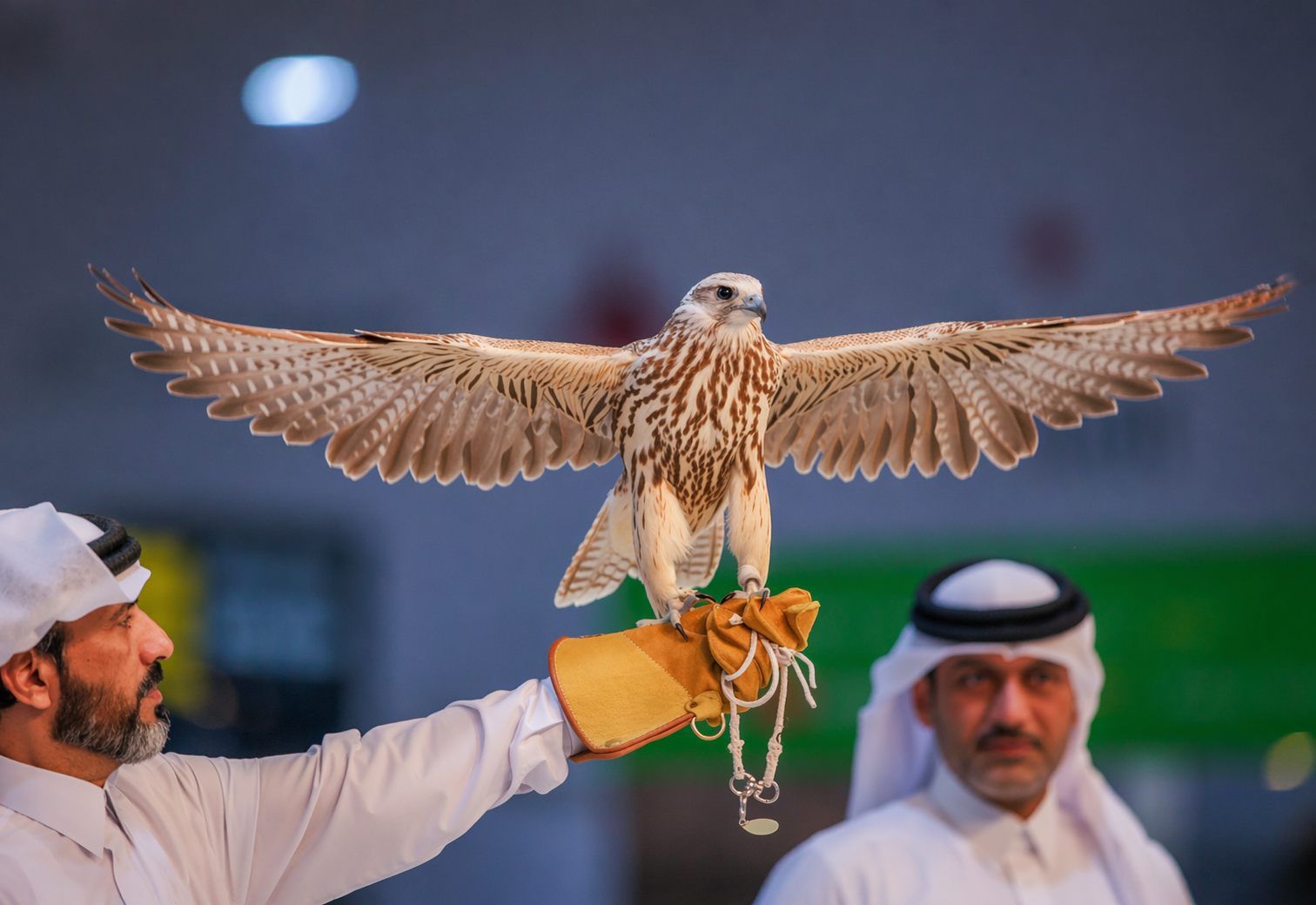 S'hail – Katara International Hunting and Falconry Exhibition