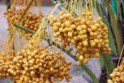 Dates | Experience the Sweetness of Qatar