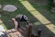 Visita il primo Panda Park del Medio Oriente 