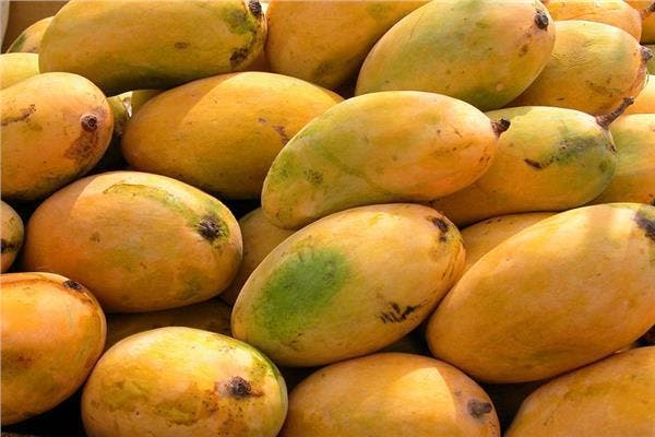 معرض الهمبا الثاني للمانجا الباكستانية ومنتجاتها