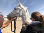 Horses and reading