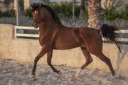بطولة العالم للخيول العربية 2023