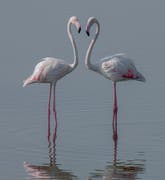 Katar’daki flamingo göçü