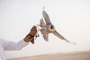 Falconry