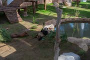 لا تفوّت زيارة حديقة بيت الباندا الأولى في الشرق الأوسط 