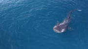Gli squali balena del Qatar