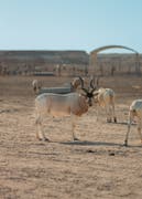 Al Mashabiya Reserve 