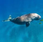 The whale sharks of Qatar
