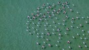 Flamingo migration in Qatar