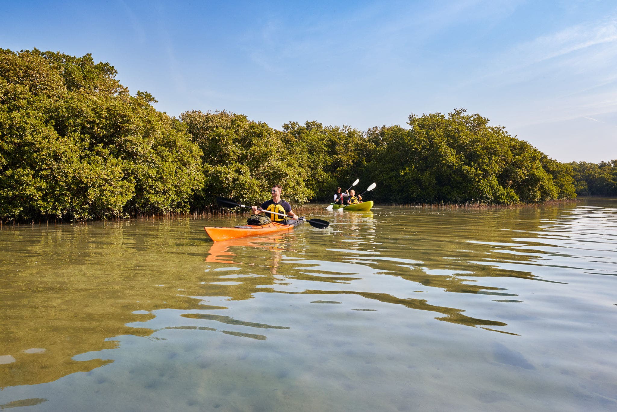 La plus vieille forêt de mangroves du Qatar