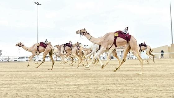 La segunda carrera local de camellos
