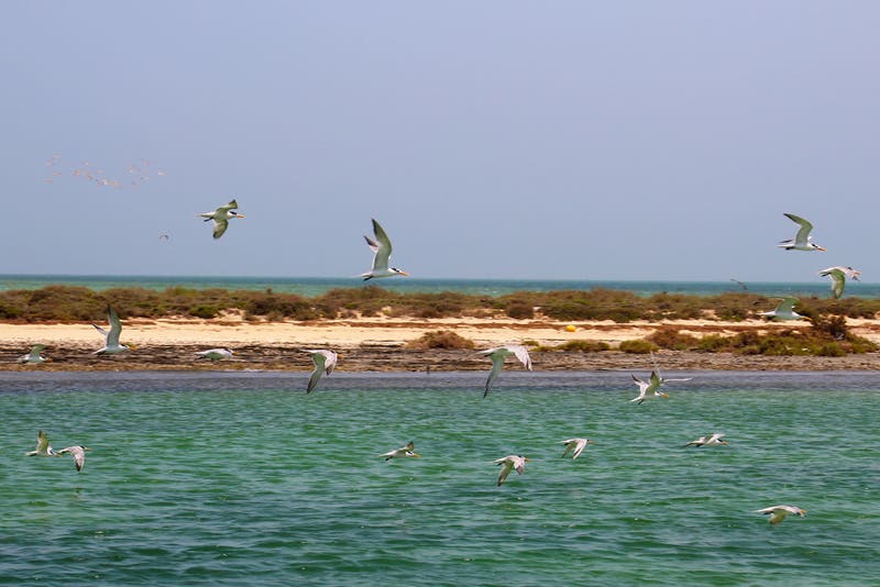 Qatar Che Geografia del Qatar | Tutto ciò che devi sapere | Visit Qatar