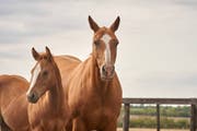 بطولة الشقب الدولية لجمال الخيل