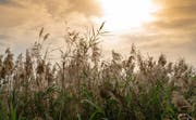 Naturschutzgebiete in Katar | Heimstätte einer großartigen Tierwelt