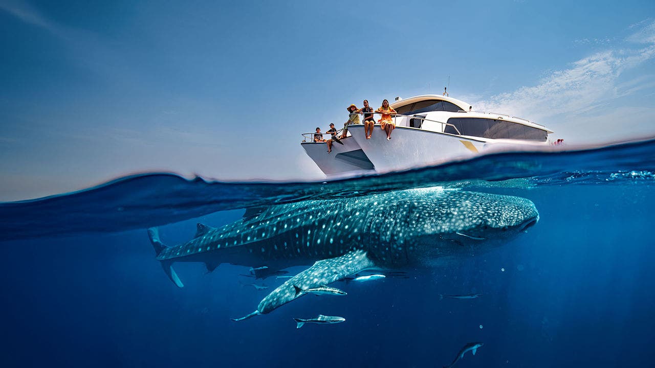 Whale Sharks of Qatar