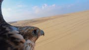 Falcon - the national bird of Qatar