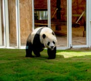 Casa del Panda en Jor