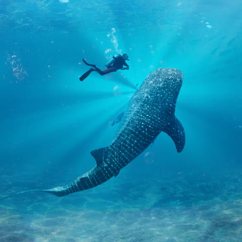 Katar’ın balina köpek balıkları
