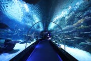 Centre des visiteurs et aquarium du port de Hamad