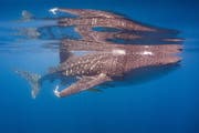 The whale sharks of Qatar