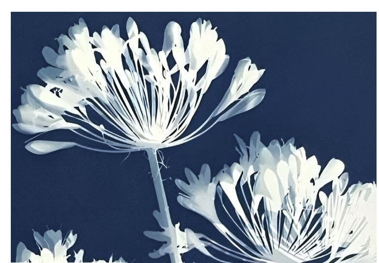 Cyanotype on Cotton Fabric Workshop