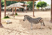 Al Khor family park & zoo | Rare wildlife