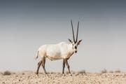 L’oryx d’Arabie