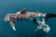Los tiburones ballena de Catar