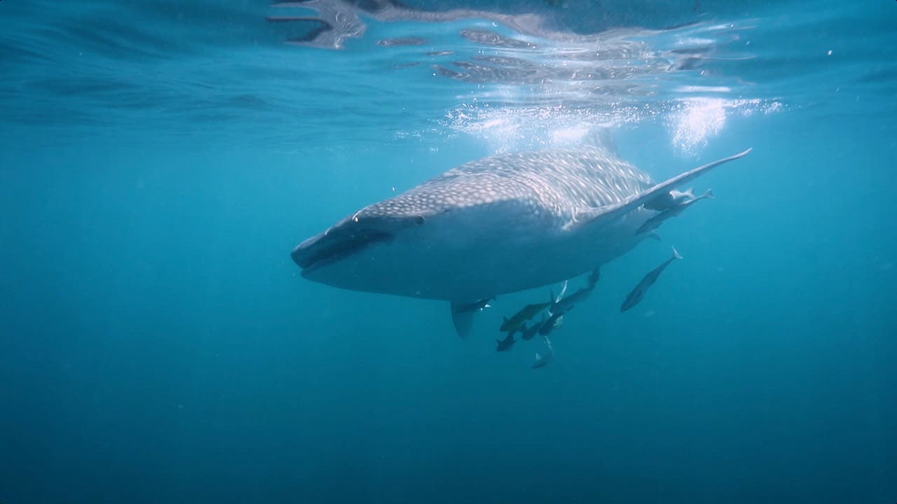 Discover the Whale Sharks of Qatar