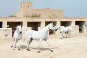 بطولة العالم للخيول العربية 2023