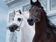World Arabian Horse Championships