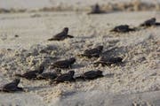 Katar’da şahin gagalı kaplumbağaların bulunduğu yer