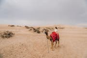 Wüstensafari-Abenteuer in Katar