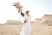 Falcon - the national bird of Qatar