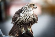 Falcon - the national bird of Qatar