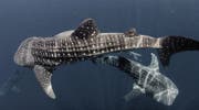 The whale sharks of Qatar