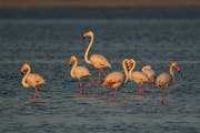 هجرة طيور النحام في قطر