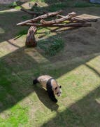 Besuchen Sie den ersten Panda Park im Nahen Osten 