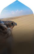 Explore Qatar through the eyes of a falcon