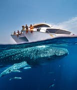 Whale shark season 2025