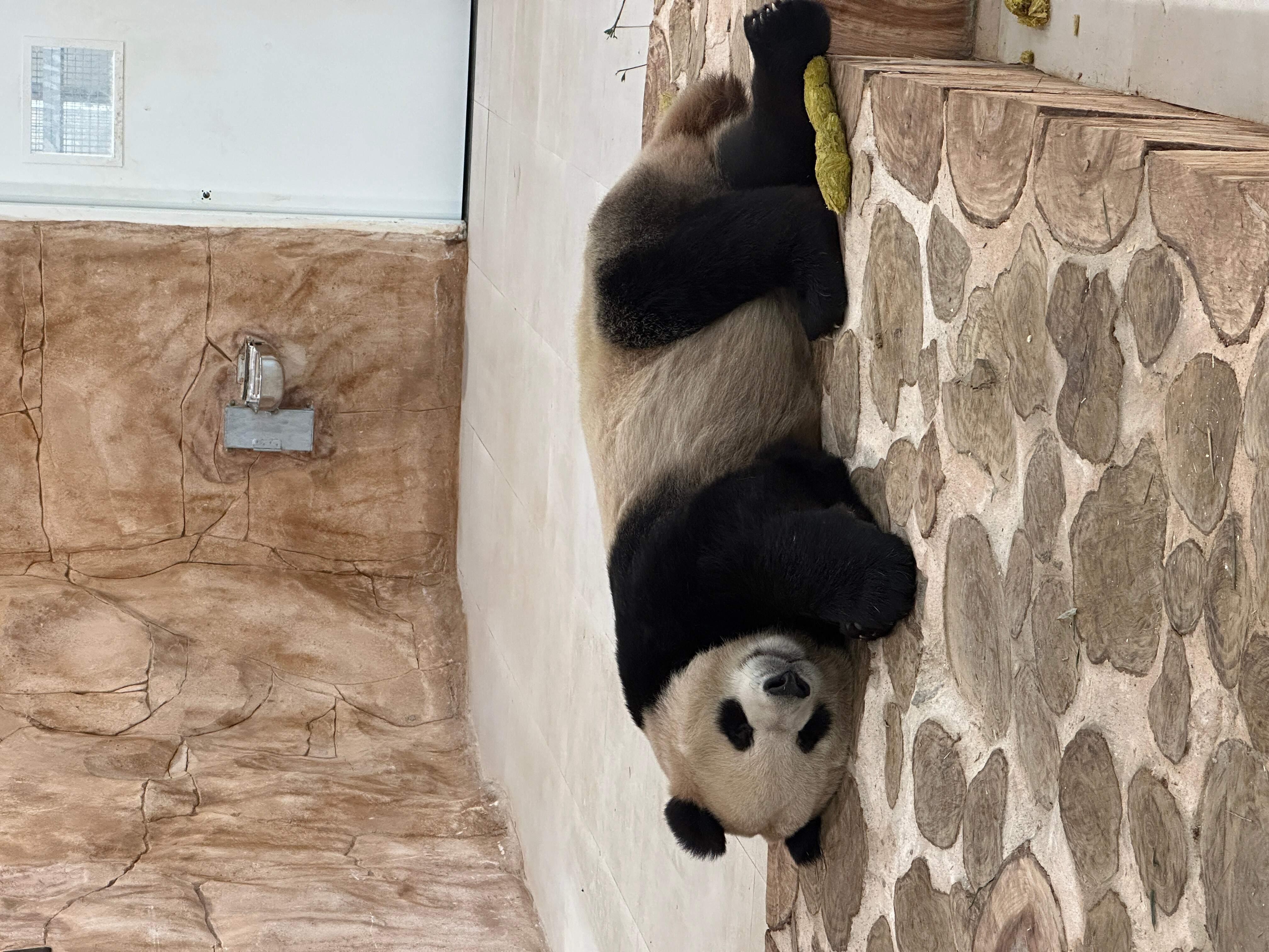 Visitez le premier parc de pandas du Moyen-Orient 