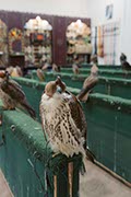 Zoco Falcon Souq