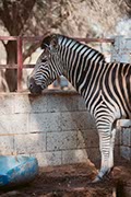 Al Dosari Zoo and Game Reserve
