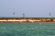 艾尔阿利雅岛 (Al Aaliya Island)