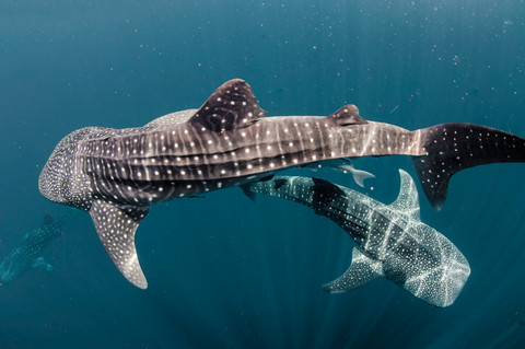 Tiburones ballena de Catar